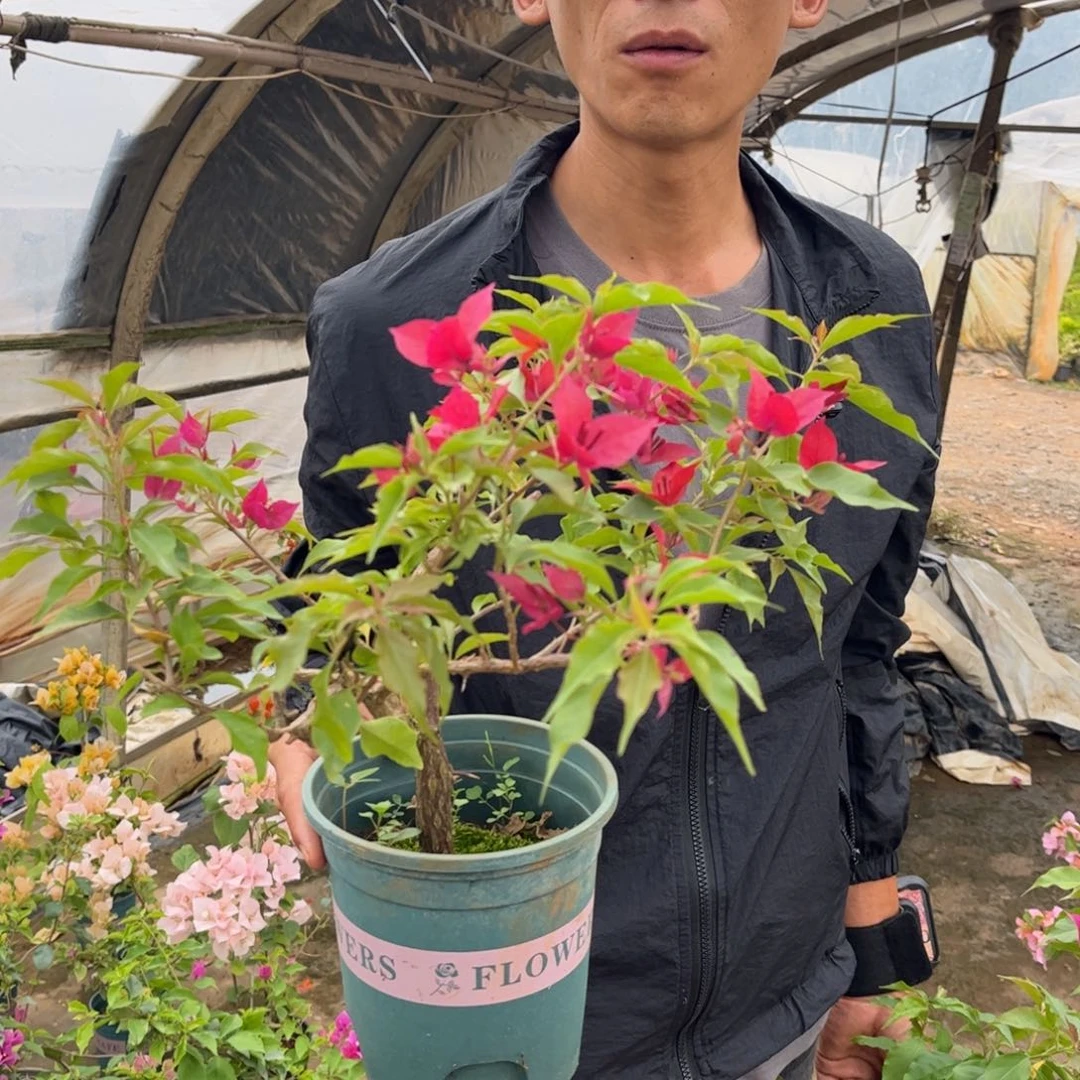 完全开放（桑巴）三角梅会落花落叶会光杆苗有大有小会断枝不售后