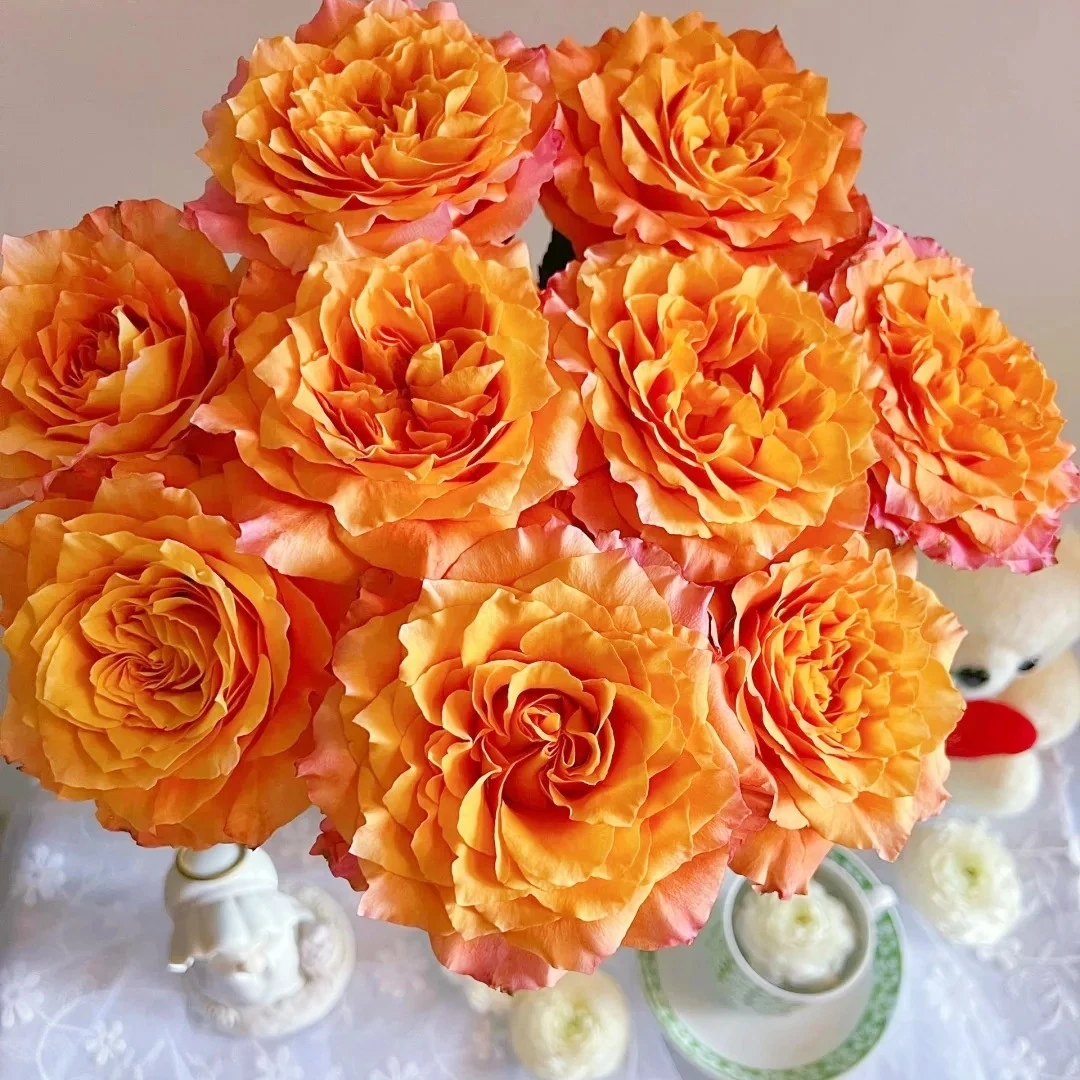 【云南花之物语】 火灵鸟单头玫瑰  包邮