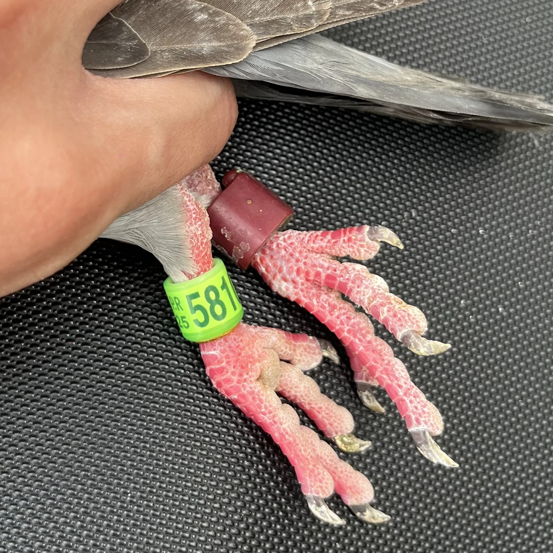 A1台鸽宠物店直播专用