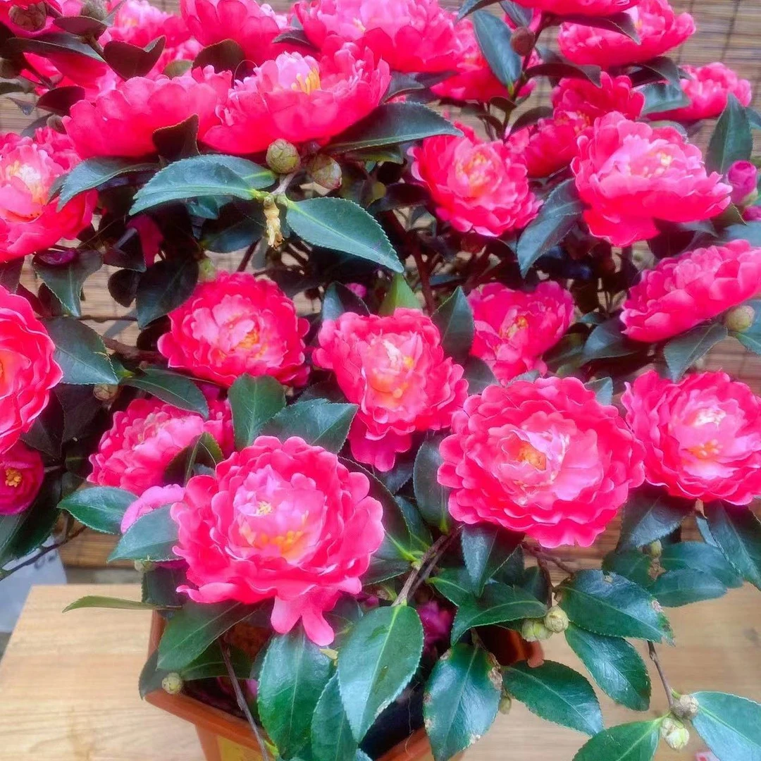 财神茶梅 重瓣大花耐寒好养花卉带花苞