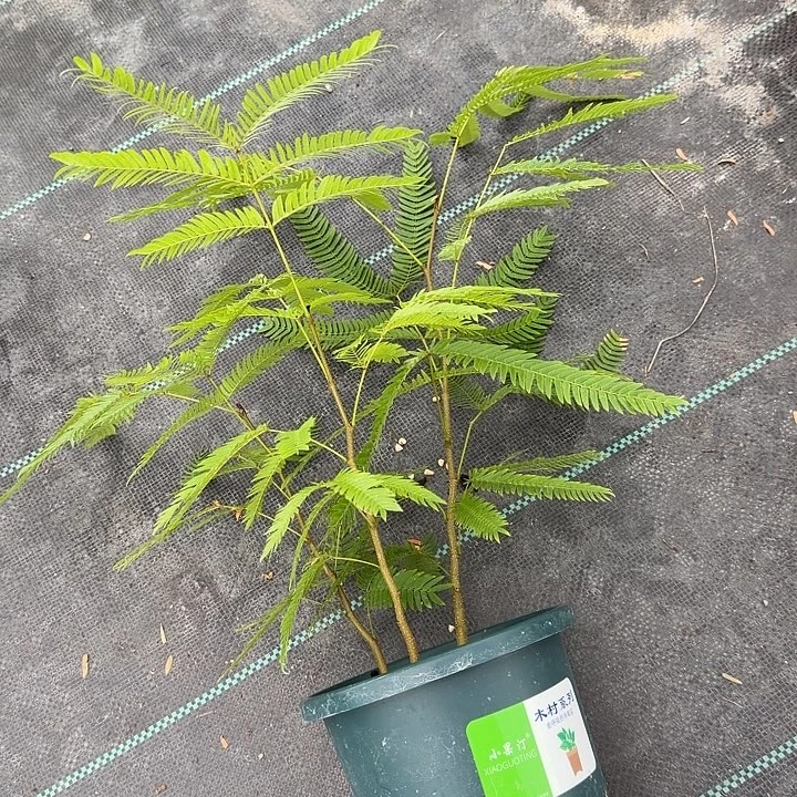 $***大完全开放宝鸡一物一拍