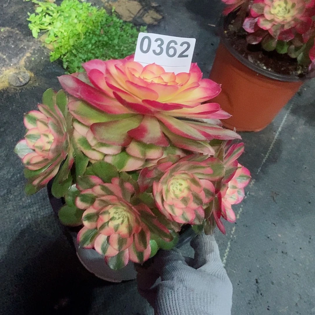 红陶@*儿0362荔枝3冠服15.6不周正