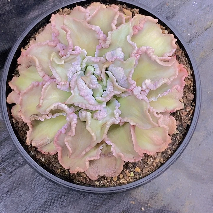 爆****饺子皮多肉植物老桩