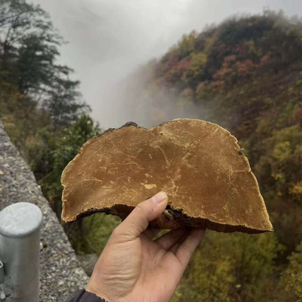 桑树桑黄 源自深山 手工采摘 自然晾晒