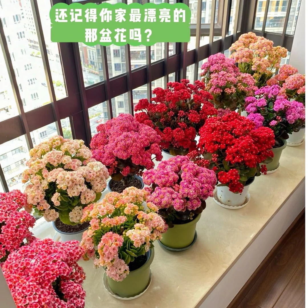 【新疆包邮】精品大号140大盆重瓣长寿花 爆花机器 四季开花