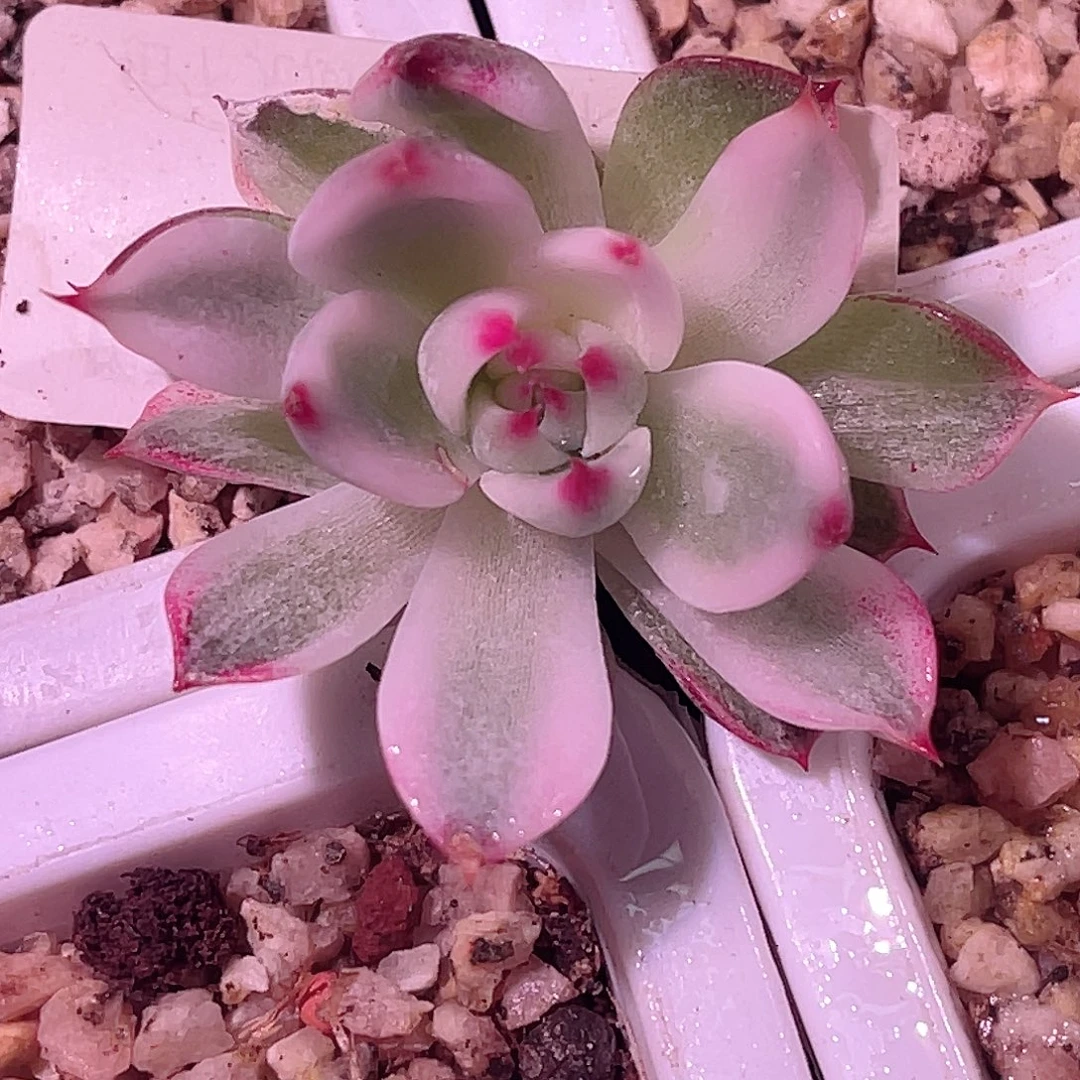 尚品园艺福利锦头盖7932