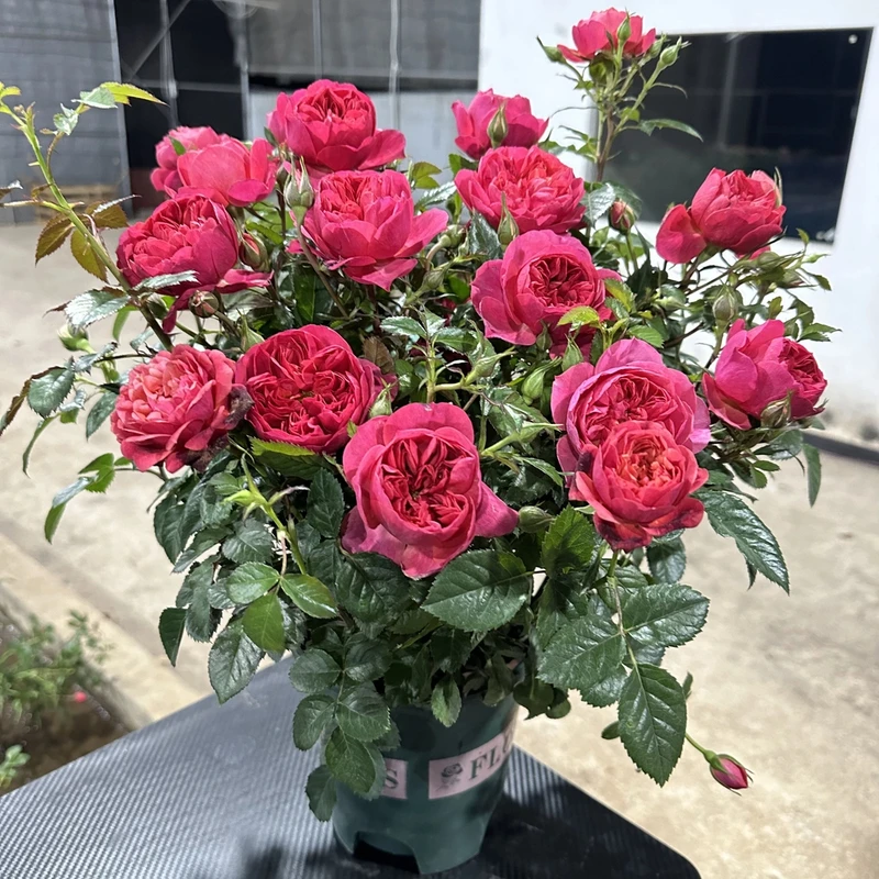 怪【绝色果汁】加仑盆一盆四季开花耐寒耐热阳台庭院新手小白好养