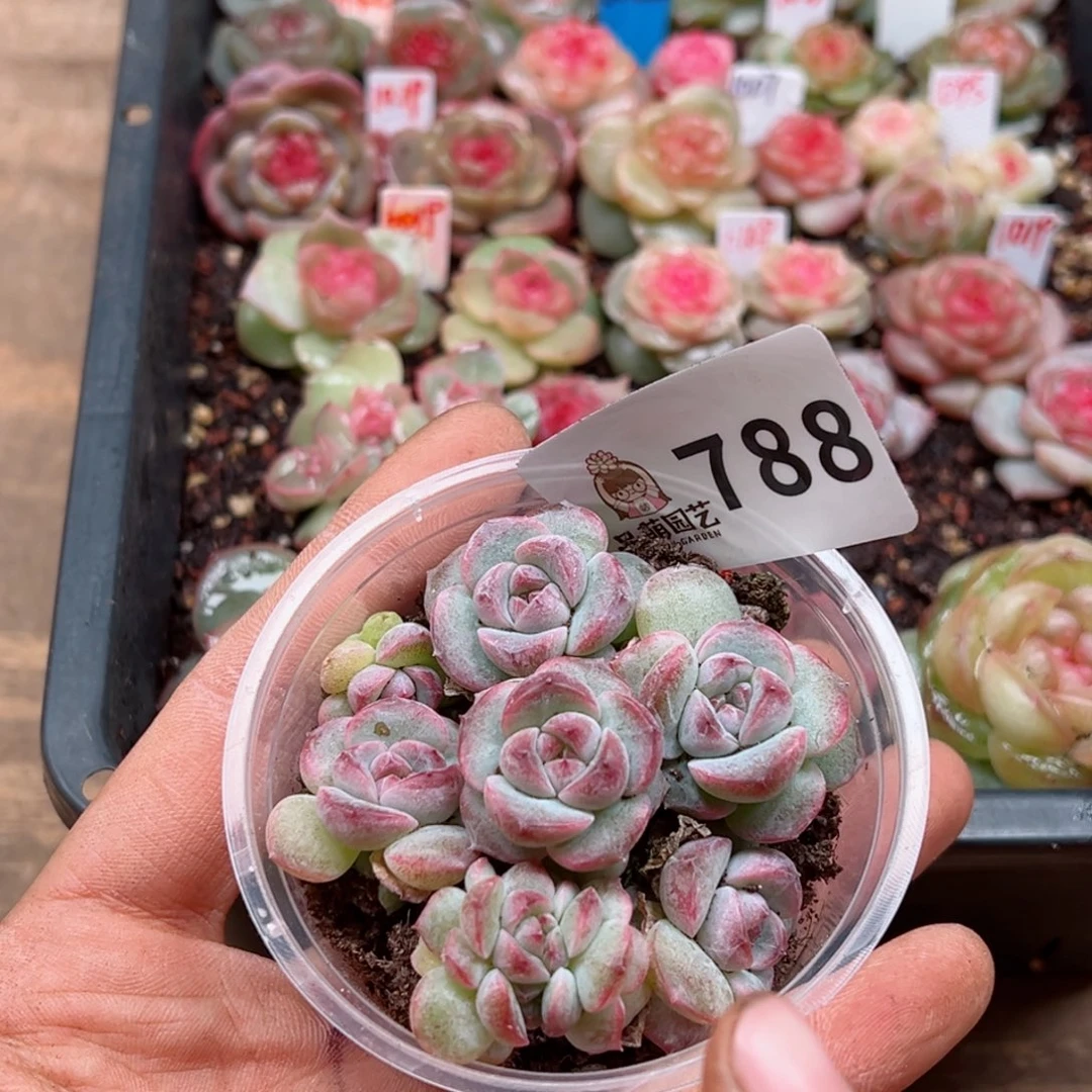 多肉植物多肉植物