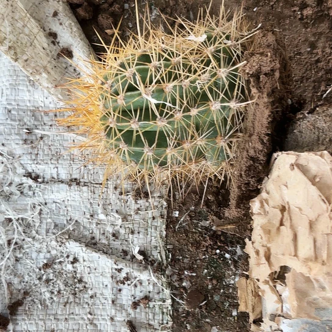 359 带根毛花瑕疵瑕疵