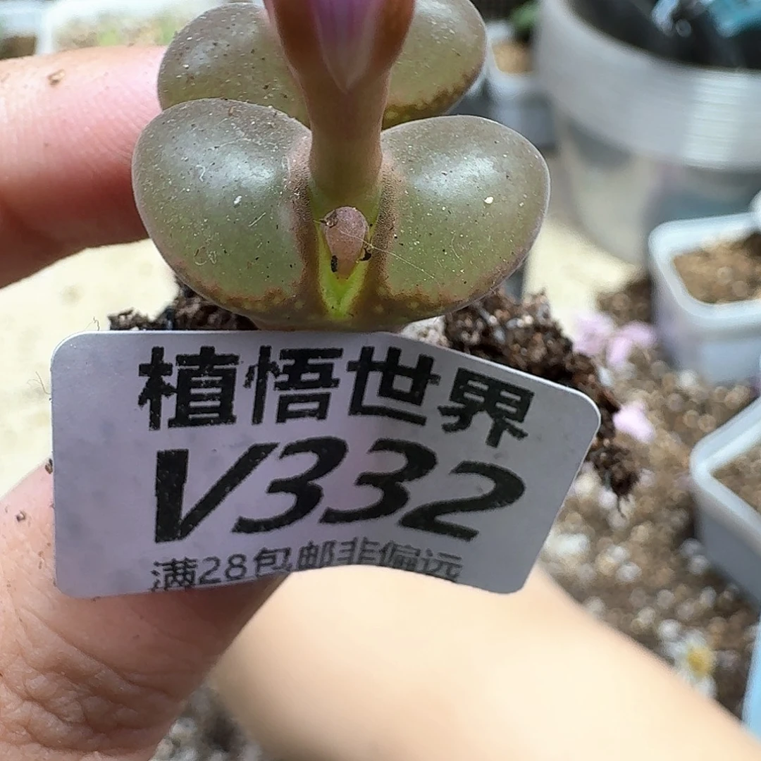 多肉植物的润泽efv