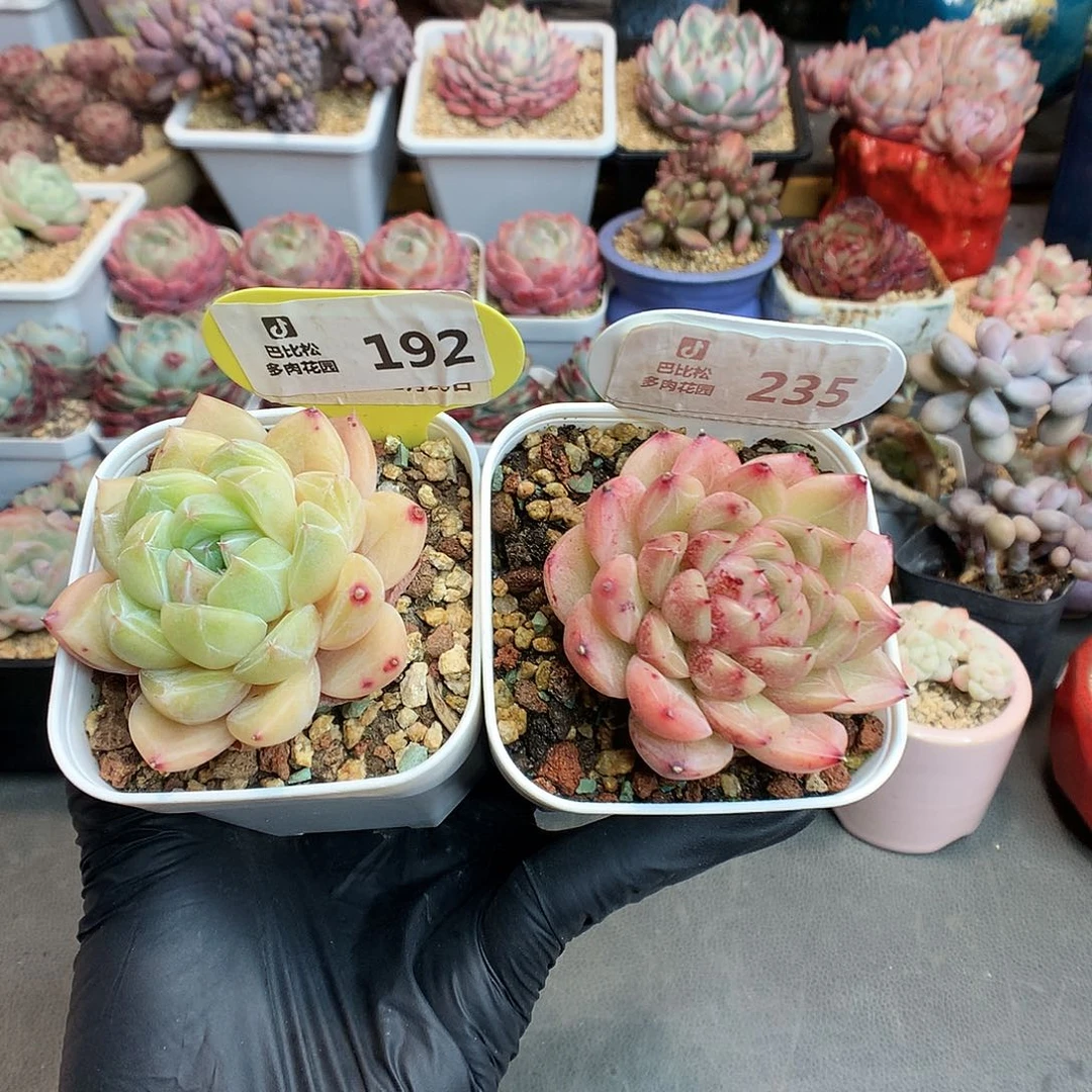 琳*喵182-235 钻石珍妮多肉