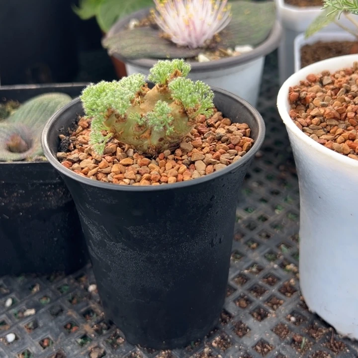 白皮月界，一物一拍，带盆