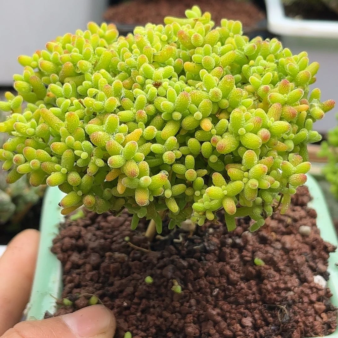 30蜜桔带盆优选枝干