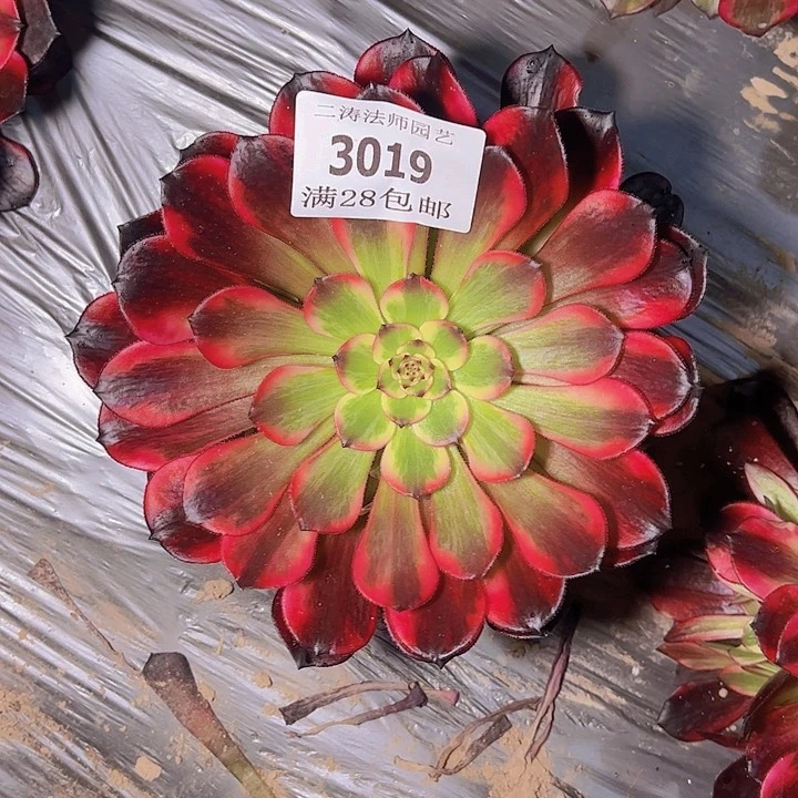 3019烟花多肉植物量2号