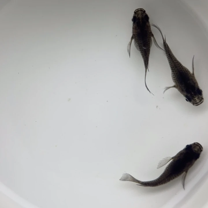 海水鱼大蛇球球22号