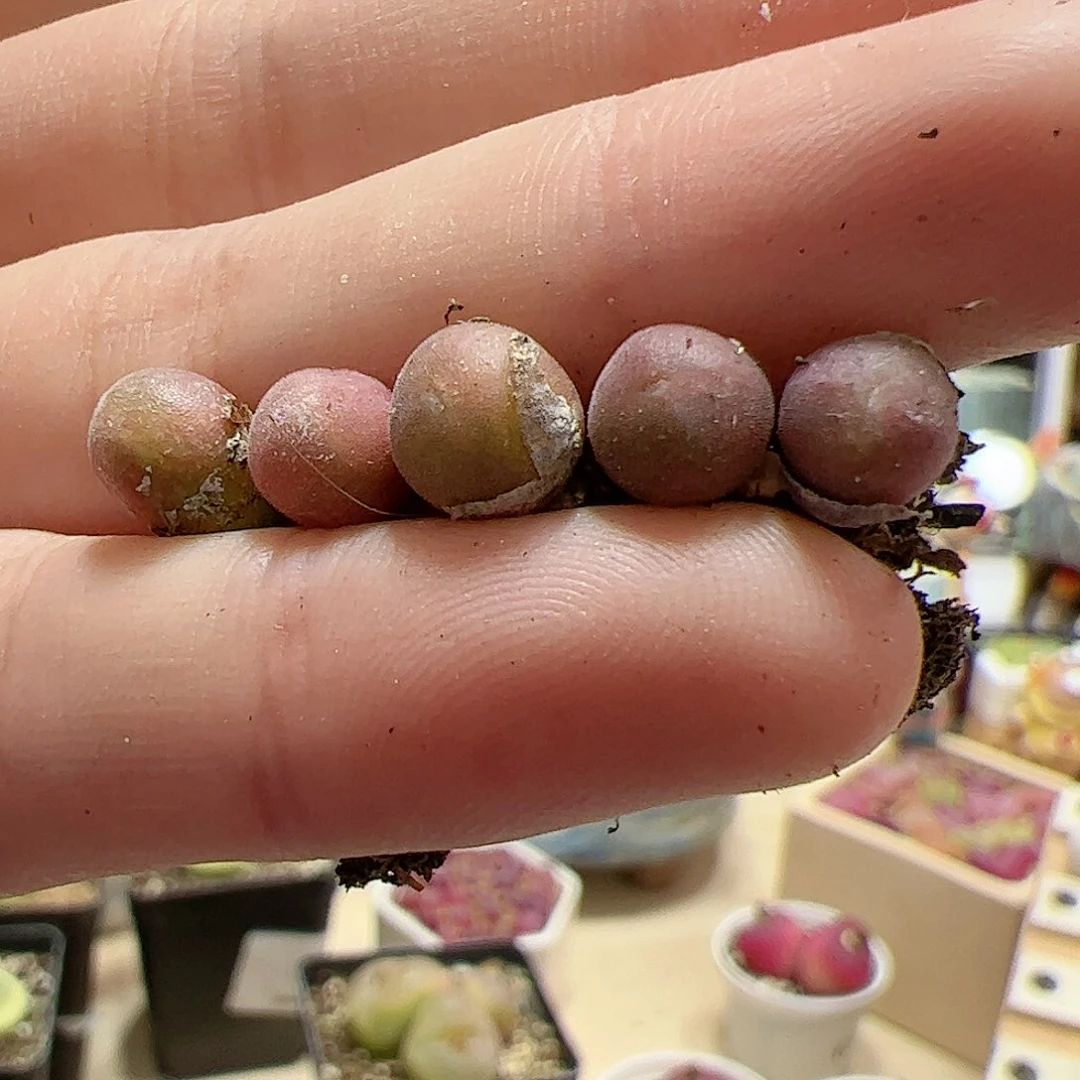 【闪购商品】315 空蝉x5