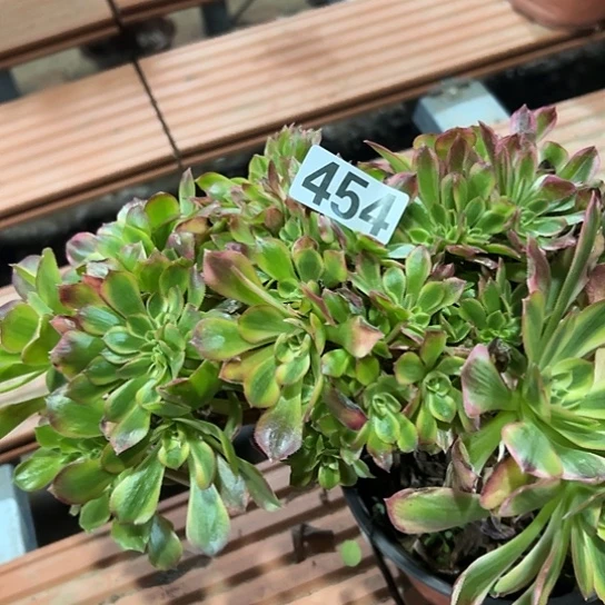 用***2多肉植物一个法师454