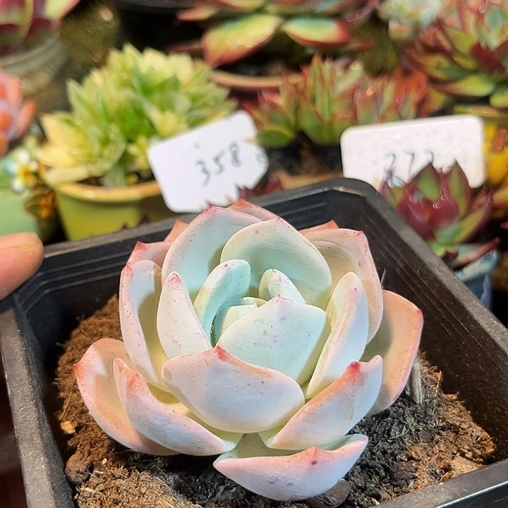 凤橙惊鸿一物一拍包装收缩花旱