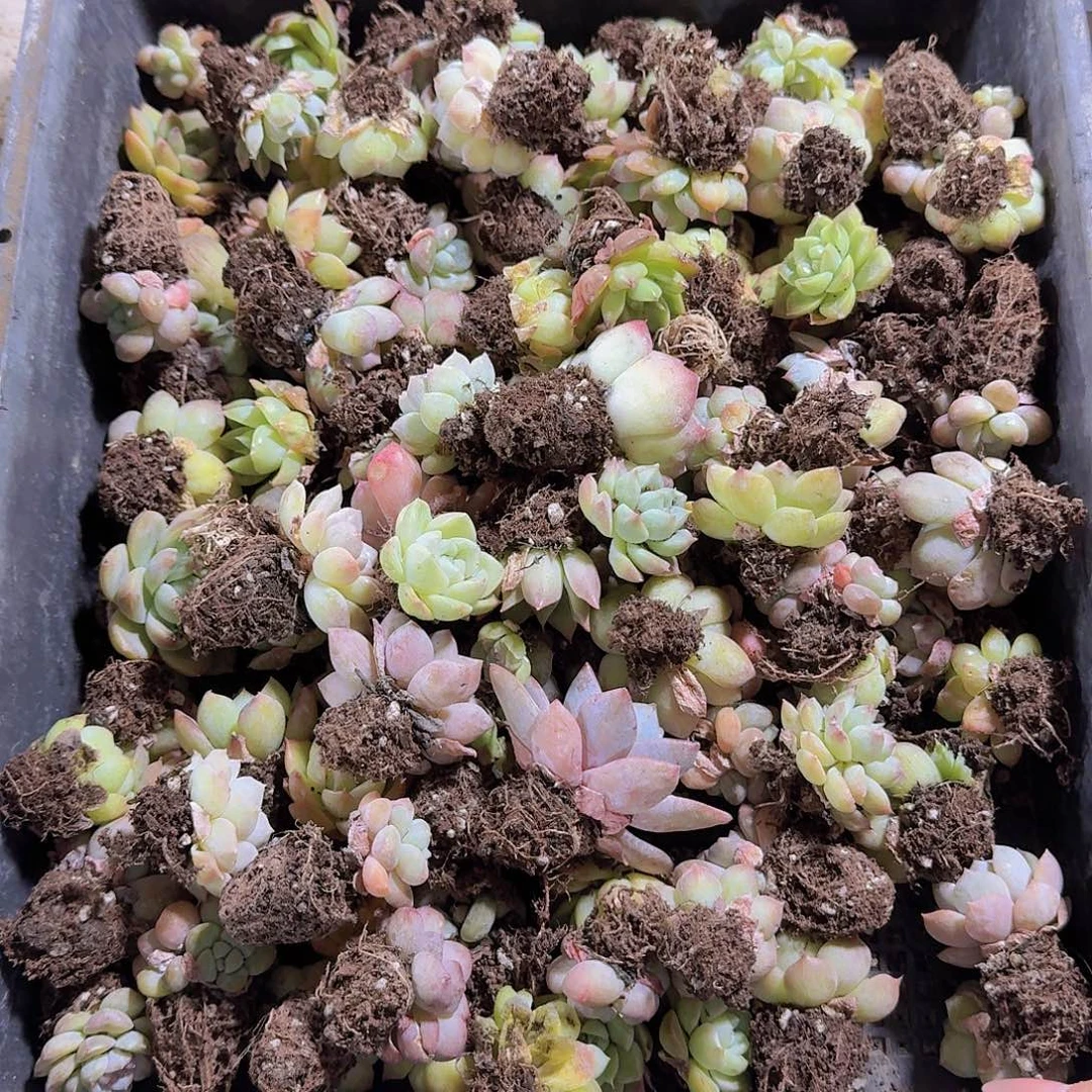 晚上福利一物一拍440