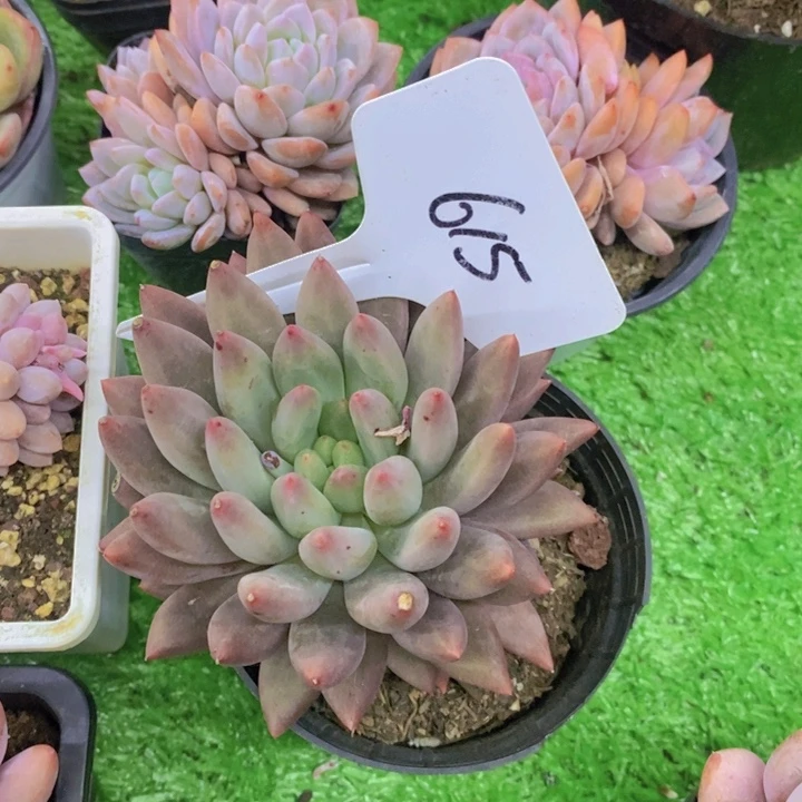 桑*多肉植物，开心多肉