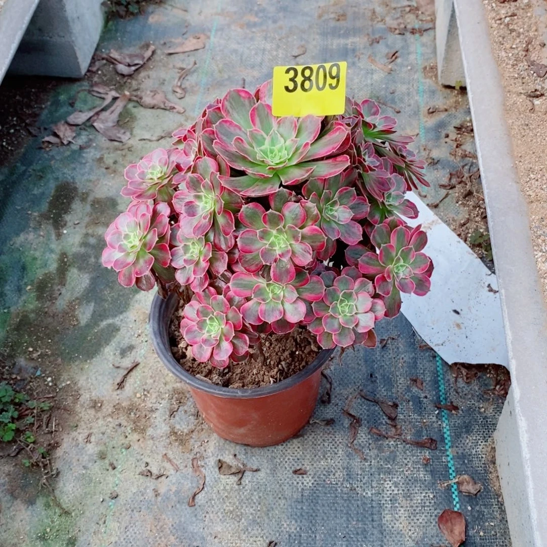 安娜多肉法师3809多肉法师