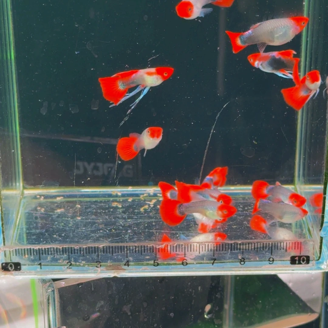 淡水公母搭配1.5-4厘米深海蓝贵族缎带大c,2对
