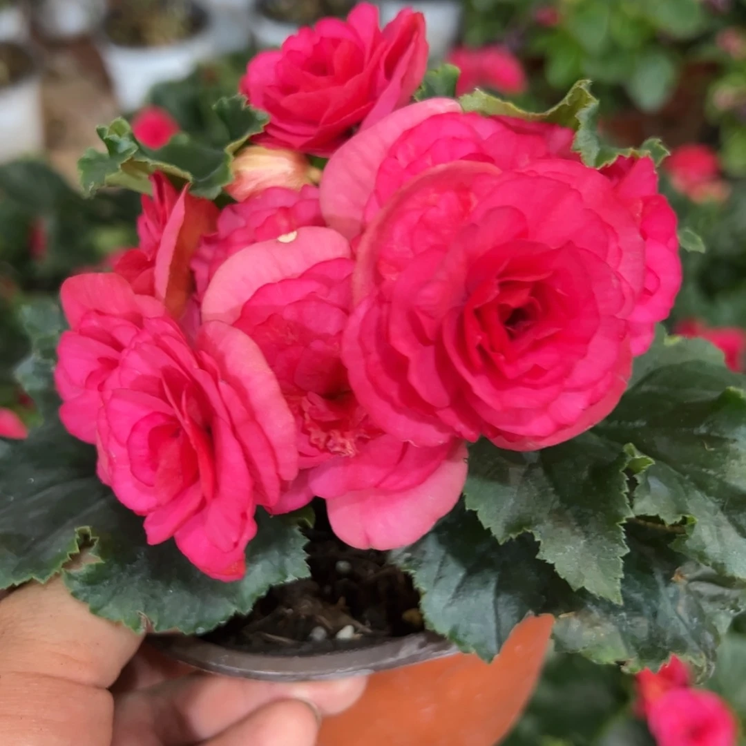 【闪购商品】完全开放贝拉粉紫