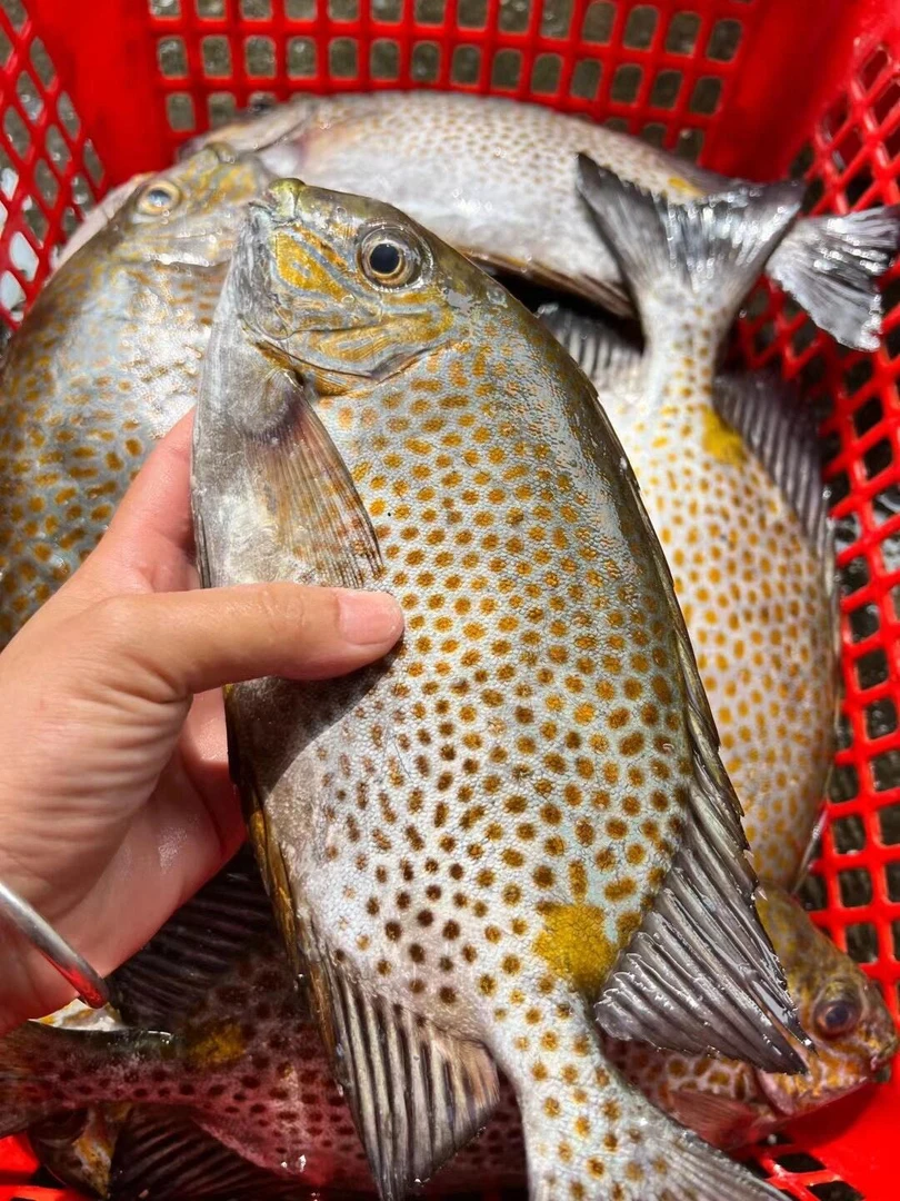 外罗鱼港天然花泥猛