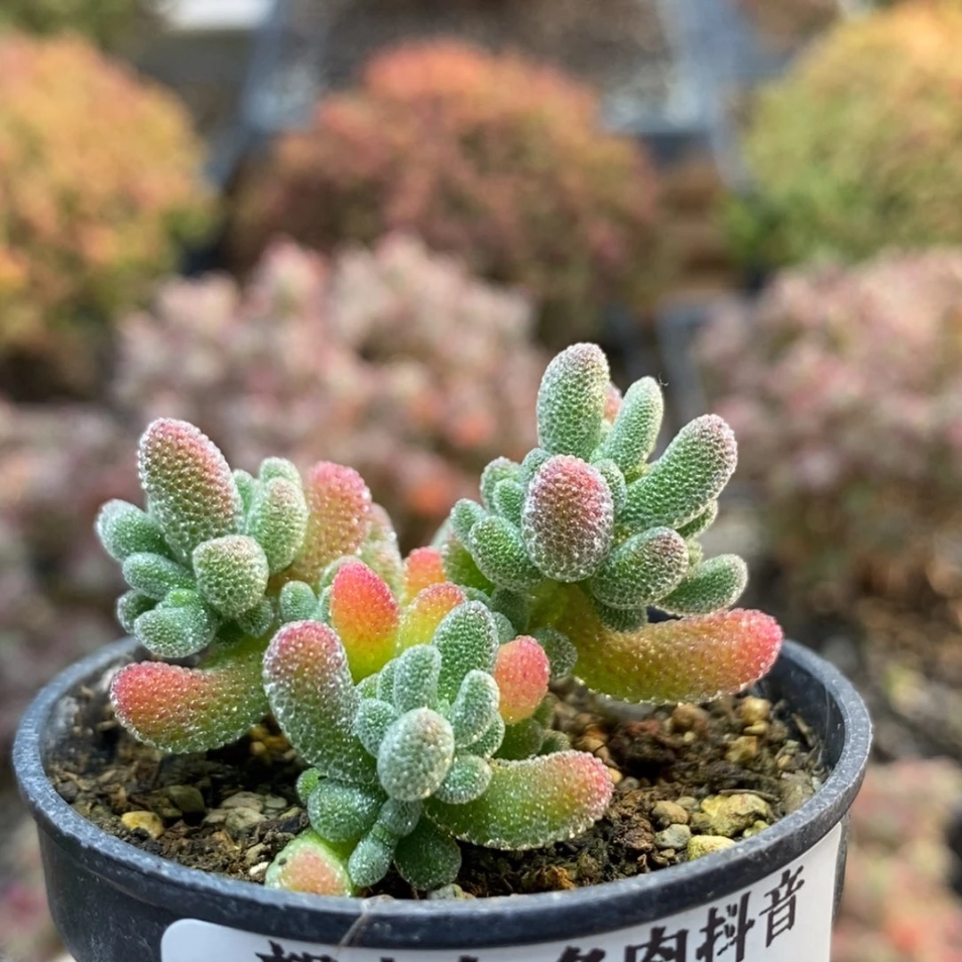 优选冰晶5053枝干番杏