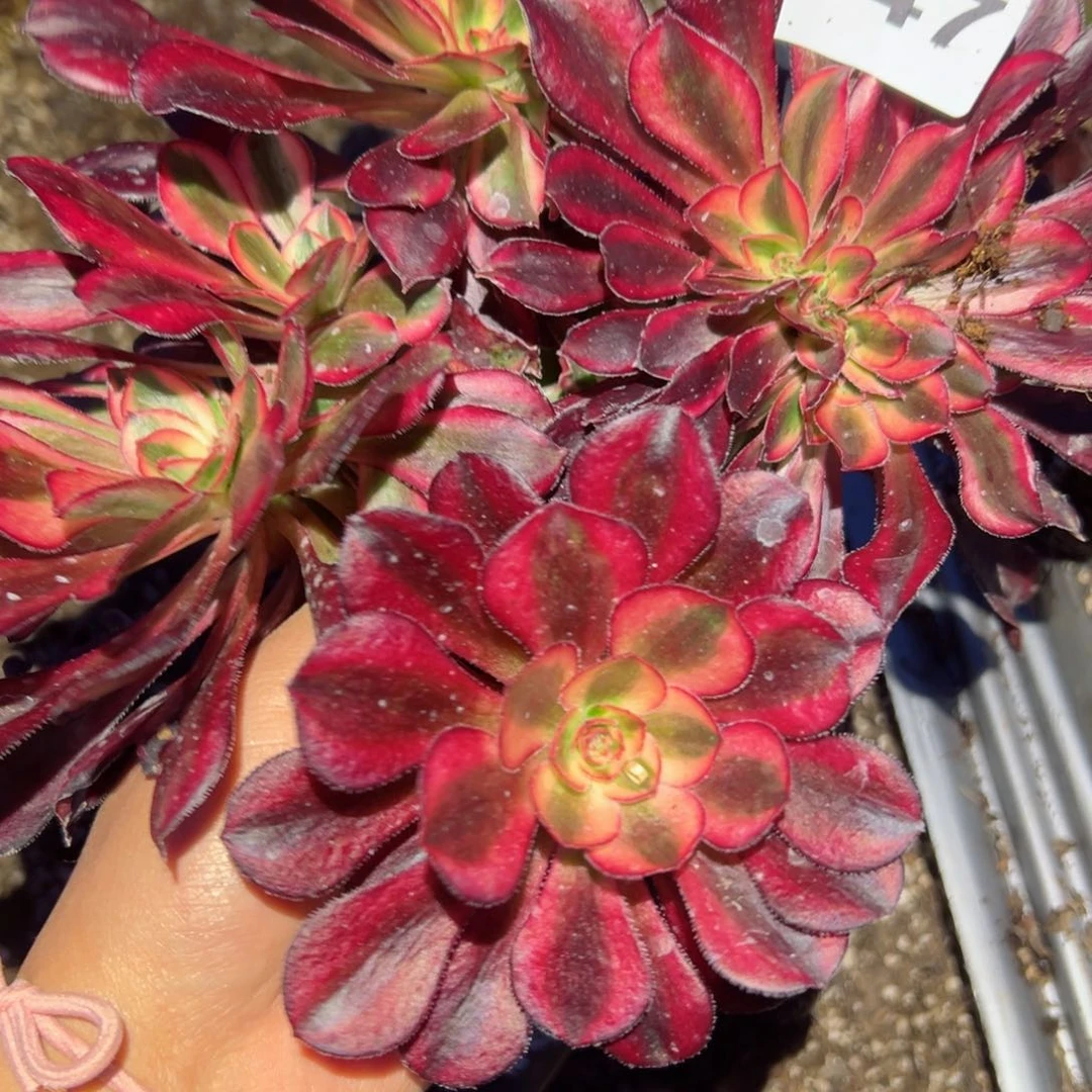 547 号多肉植物法师新年福利