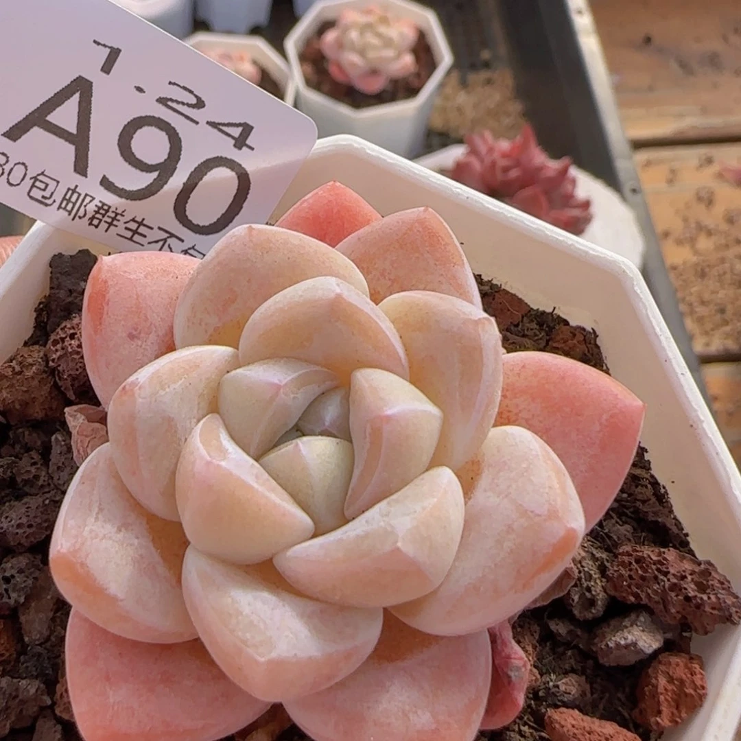 奶油冰玉单头一颗脱土