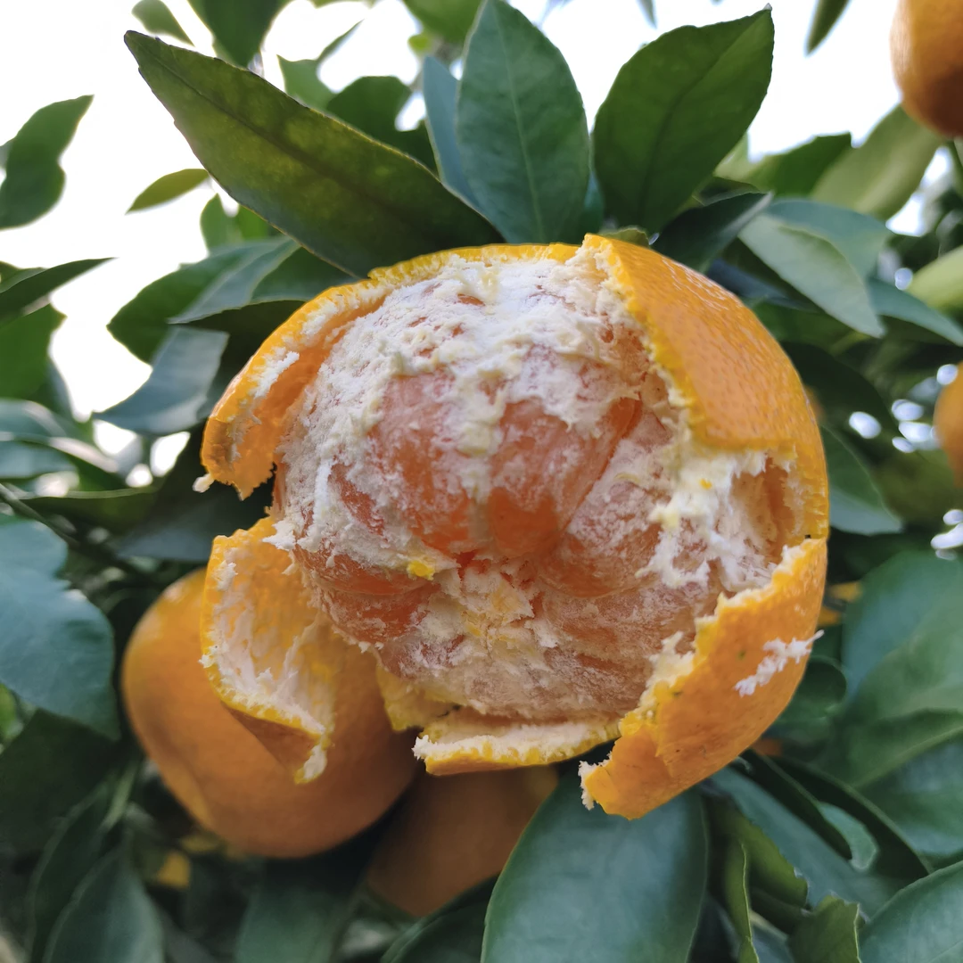 蜜橘宜昌高山蜜桔应季水果酸甜适度中新鲜水果产地果农自销长安