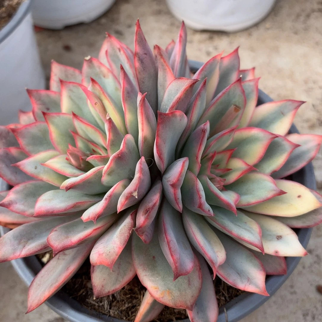 月光女神锦双头锦上园艺一物一拍