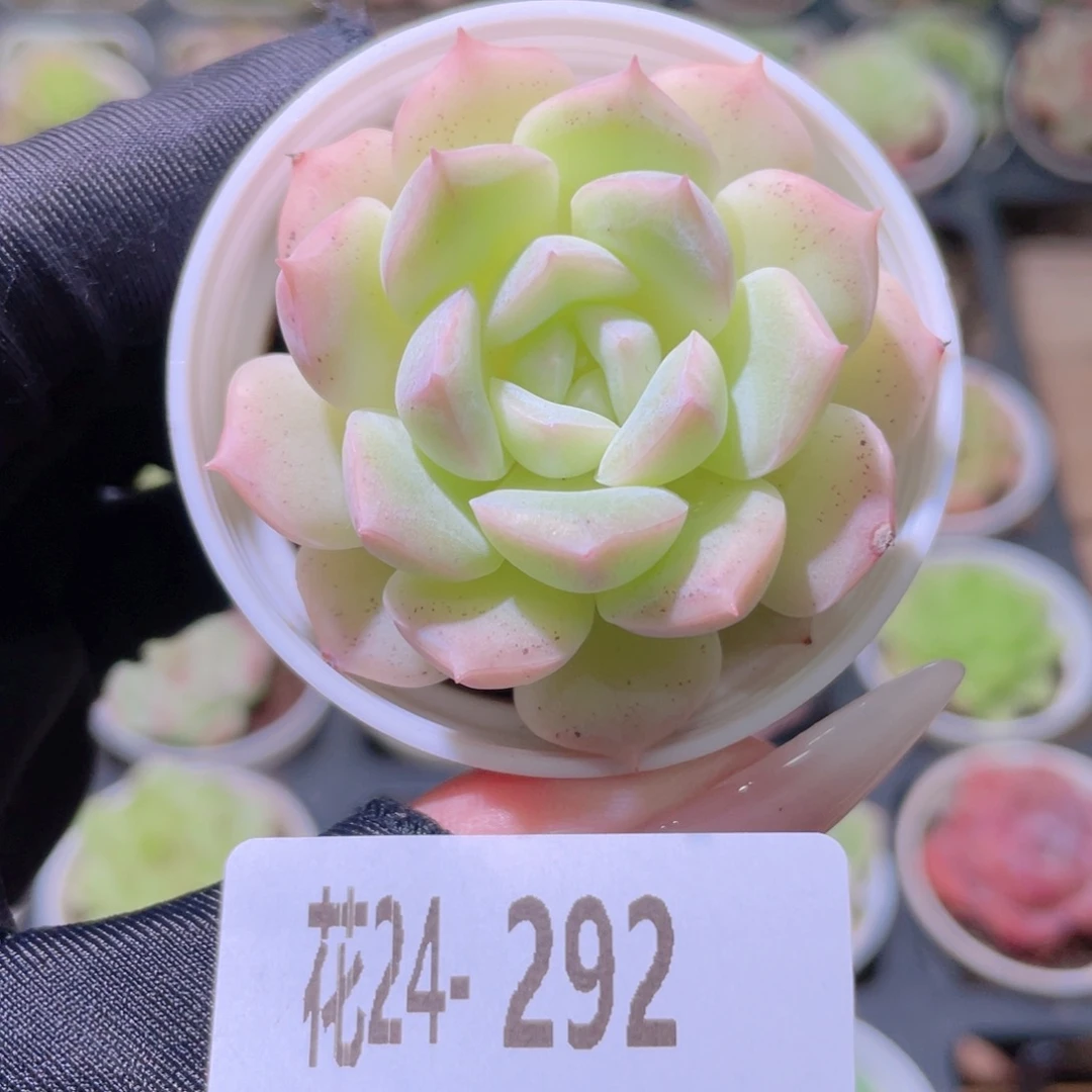 花利美24-292新品