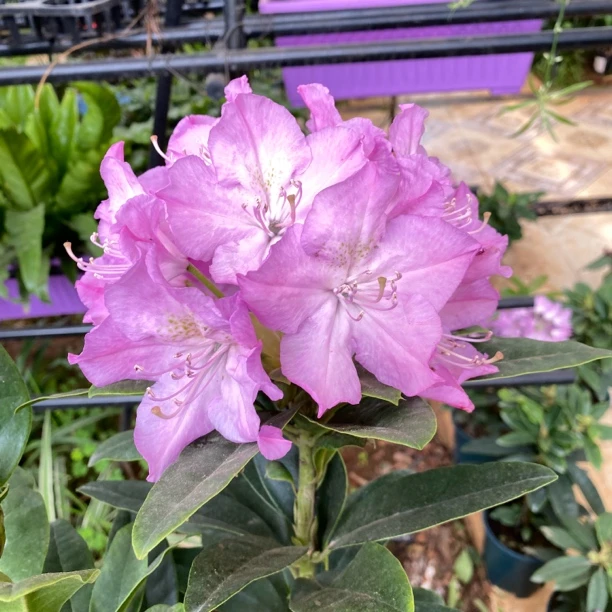 高山杜鹃紫蝶中苗   原盆原土发货带两个花苞发货