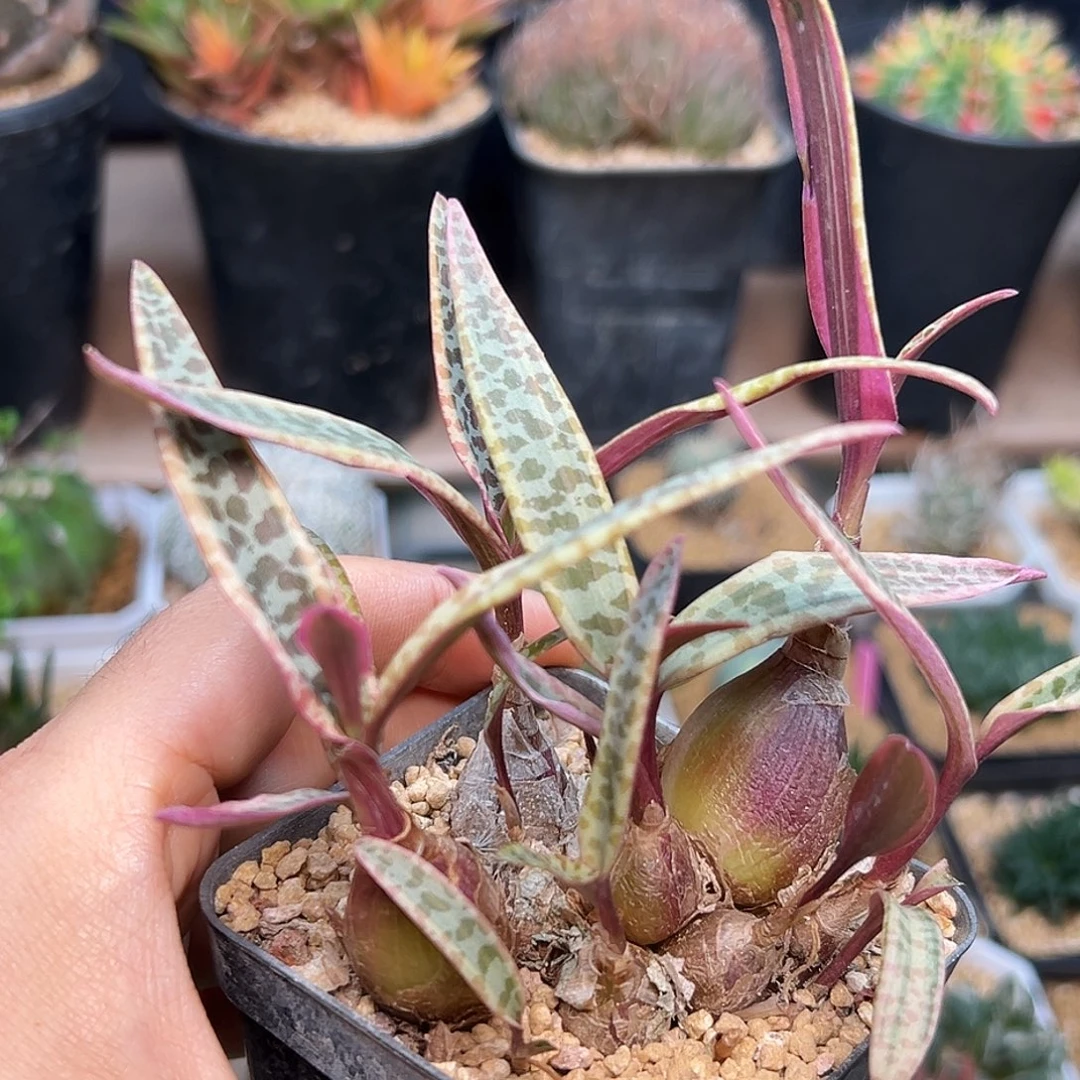 油点百合群一颗