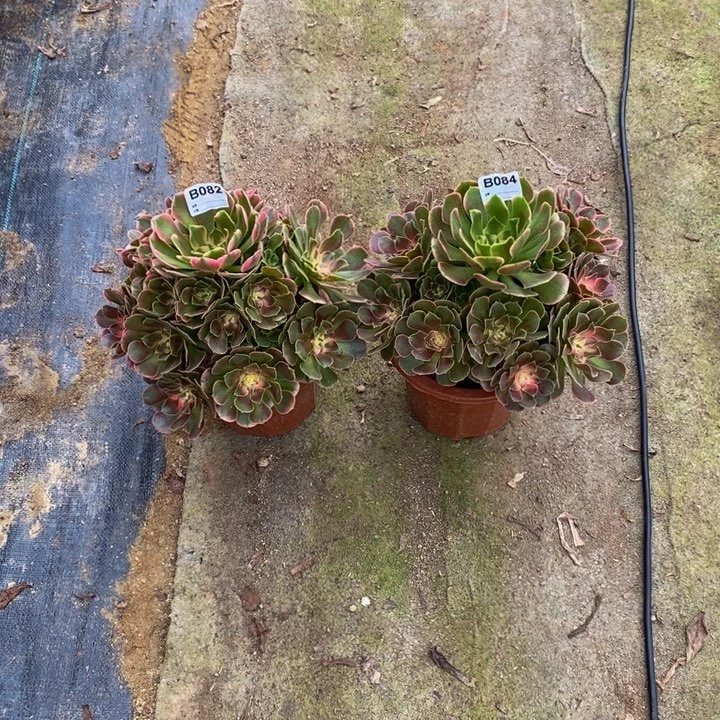 简*?香妃两颗多肉082.084