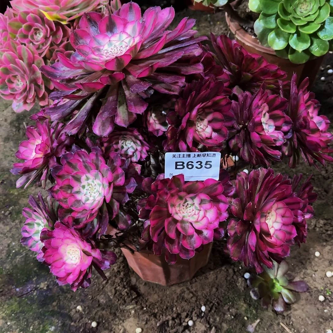 多肉植物635红铜白