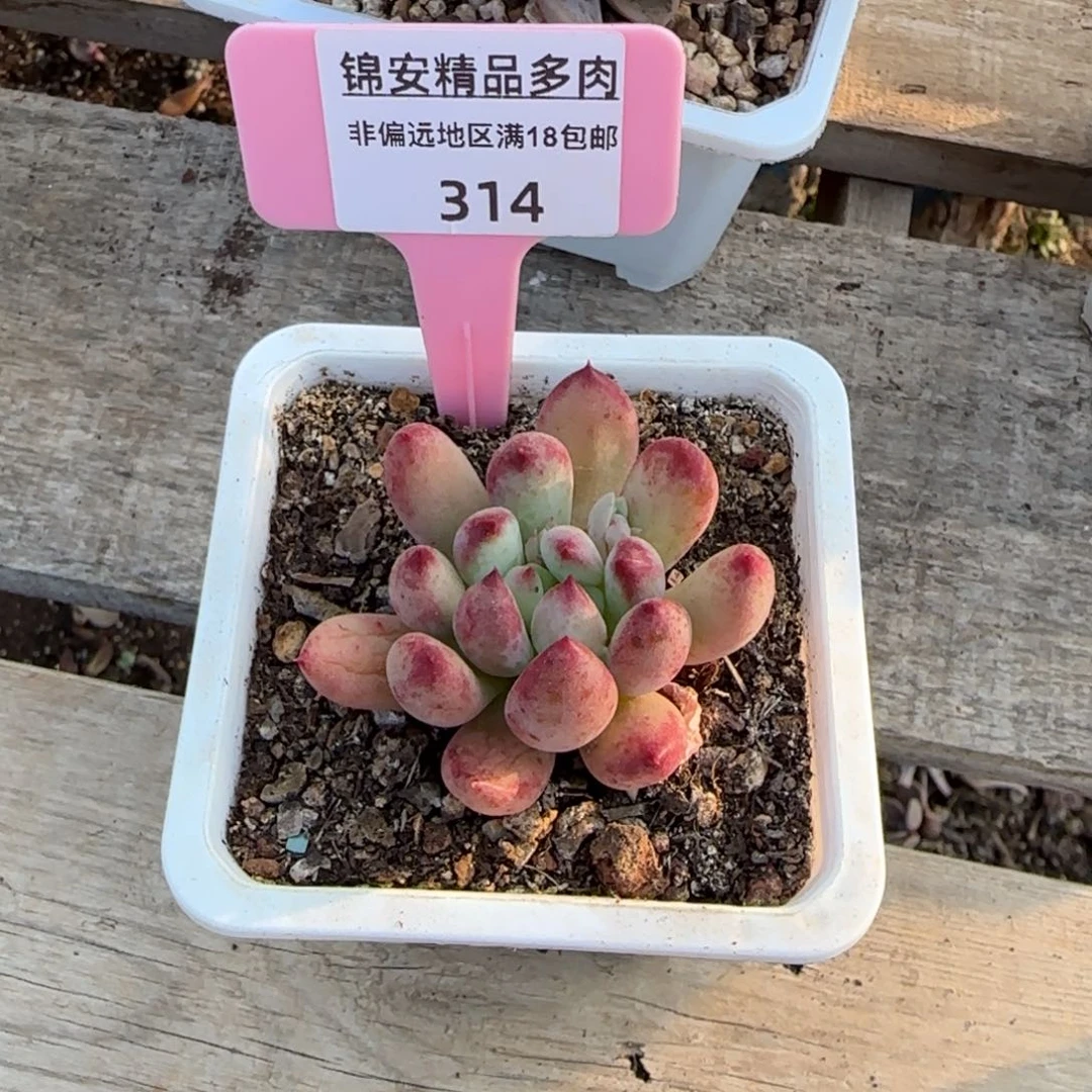 锦安精品多肉植物314