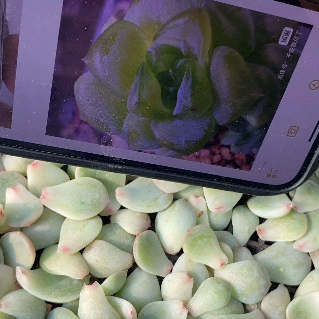 纯叶片甜心877一片多肉叶子