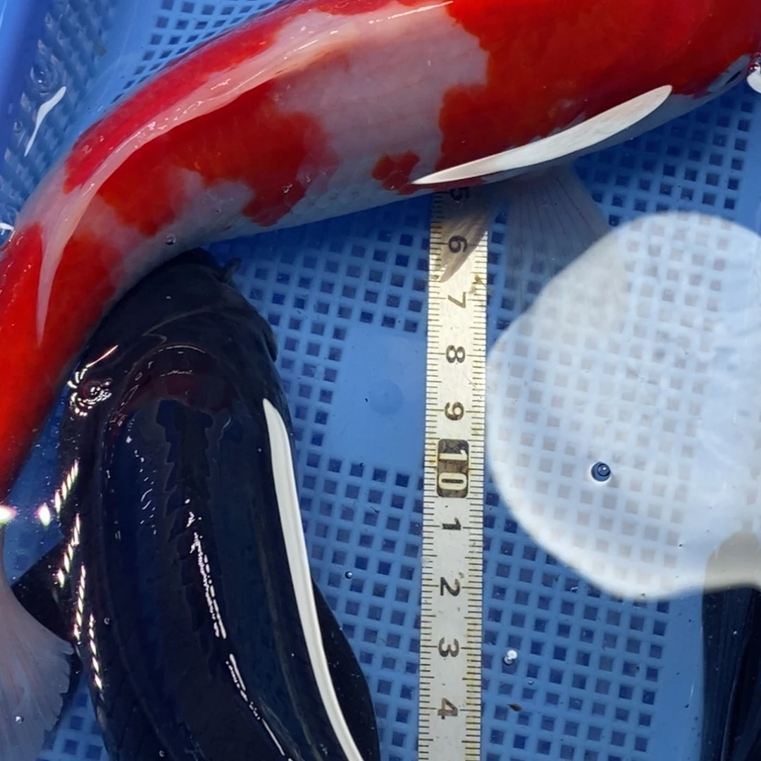 锦鲤冷水锦鲤包邮