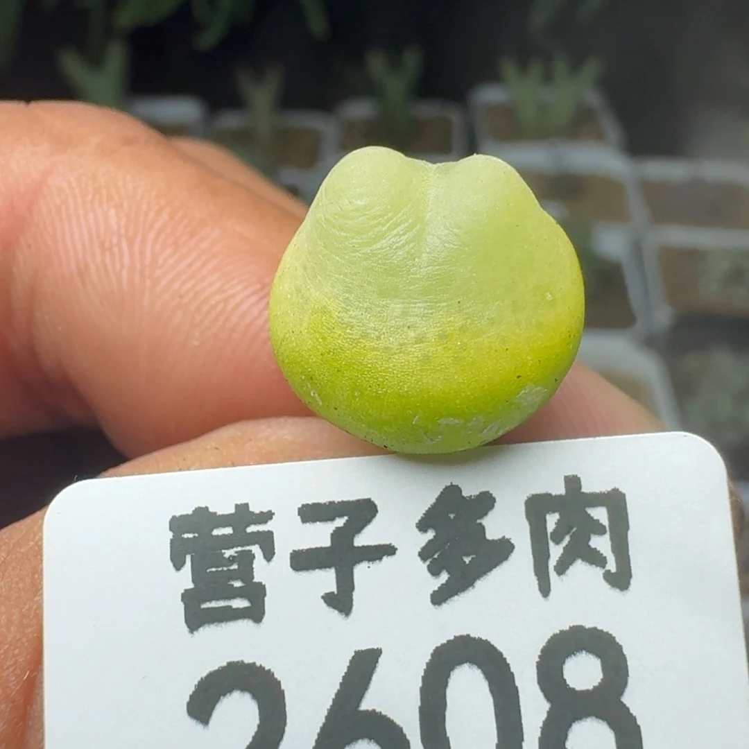 拉登1.4。        脱土