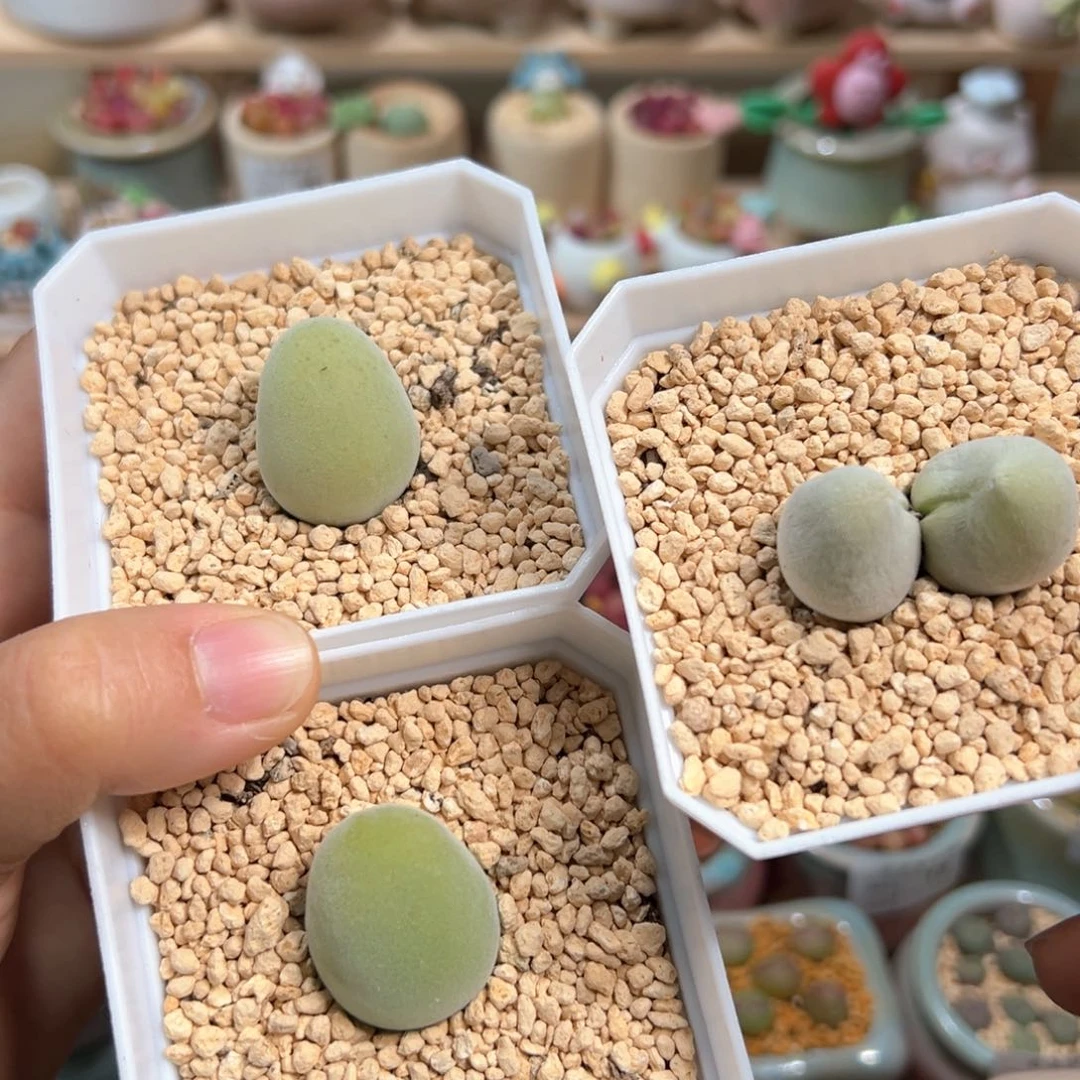 多肉植物38号三个宝辉