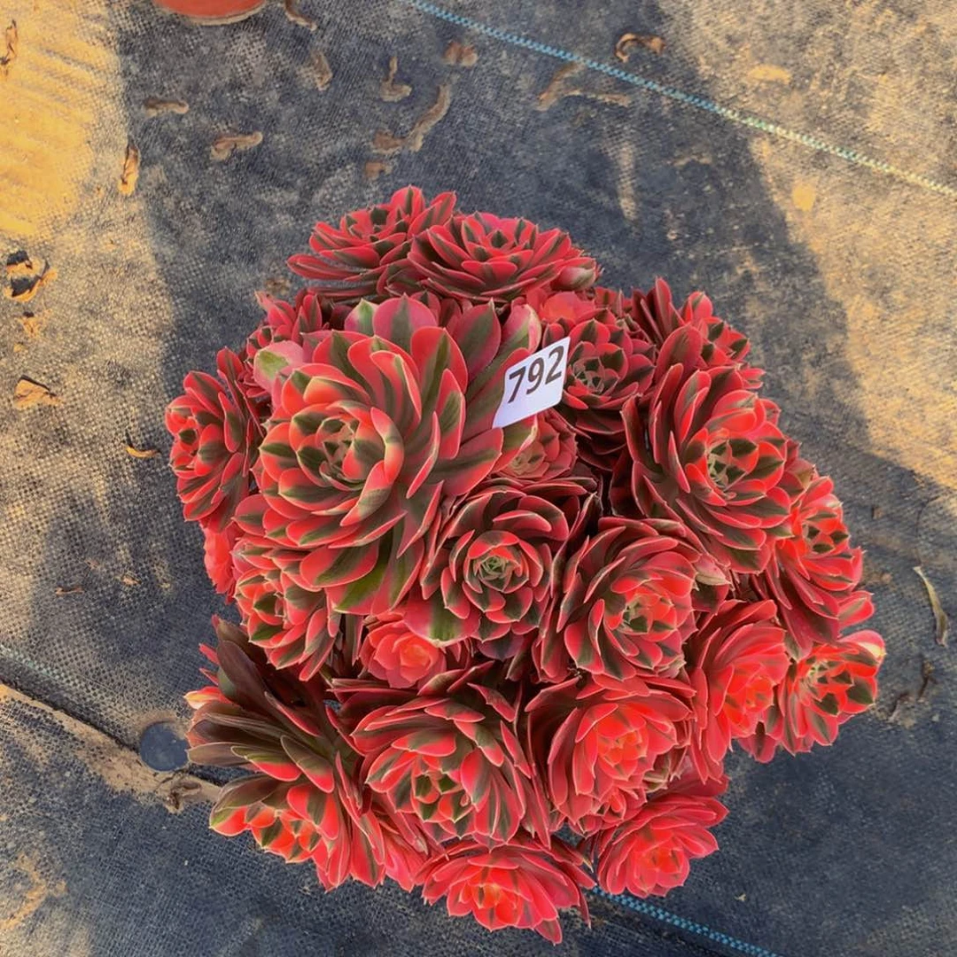 【闪购商品】石*娃79200000000000