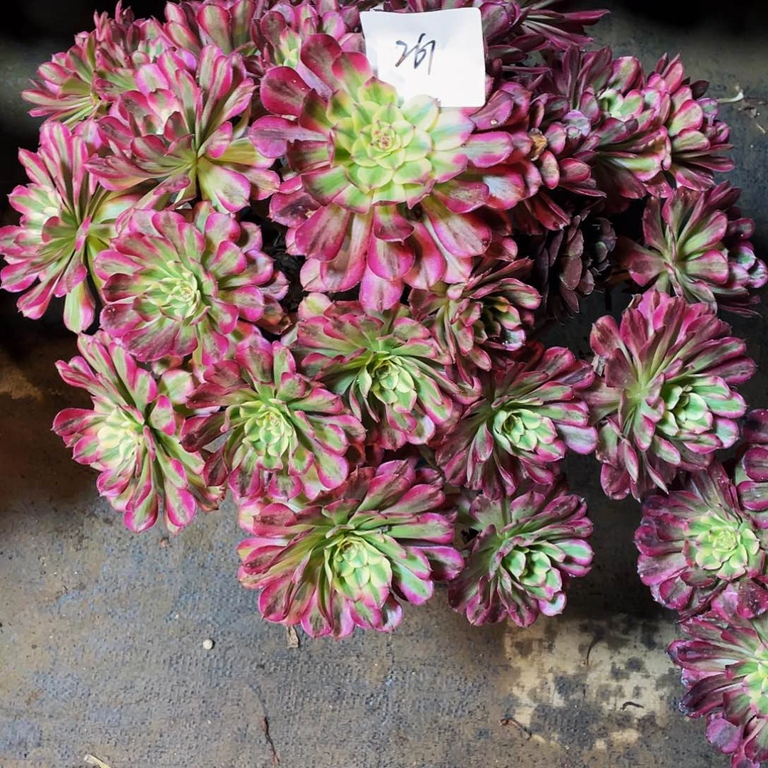 罗***什多肉法师261号辉煌发货不包损