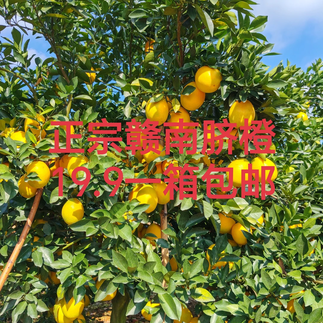 5斤装正宗赣南脐橙新鲜现摘现发香甜多汁橙香味浓水果