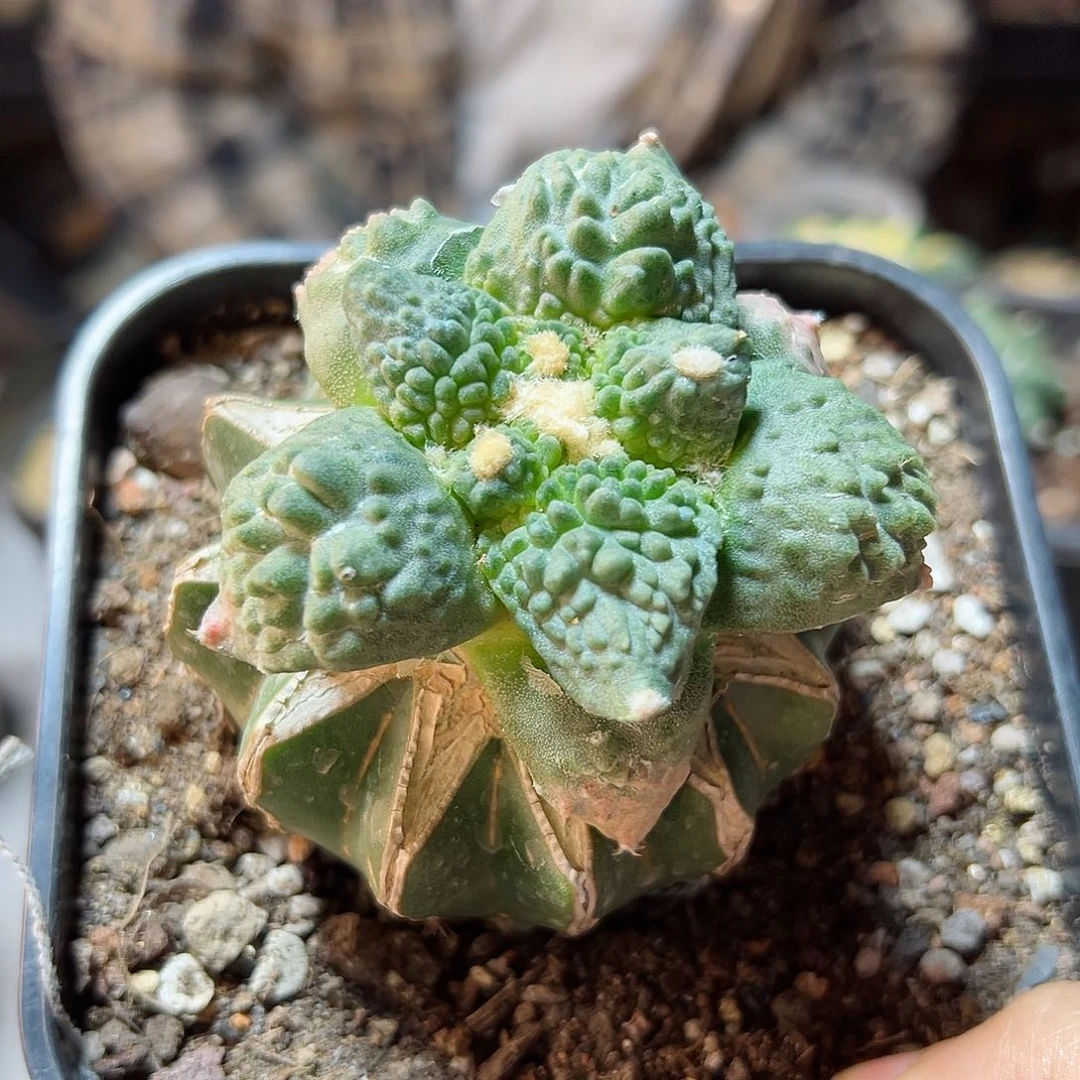 3日36号炸尤怒涛6.7公分草球