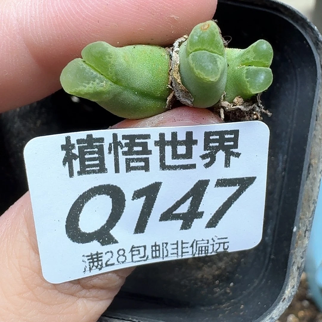 多肉植物的人生发发