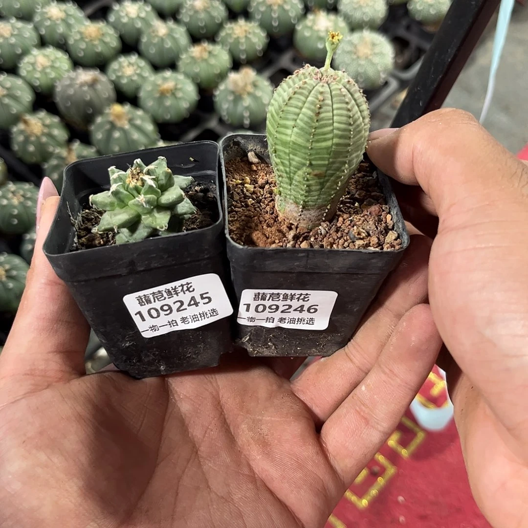 金***轩109245-246一物一拍包开箱不包售后