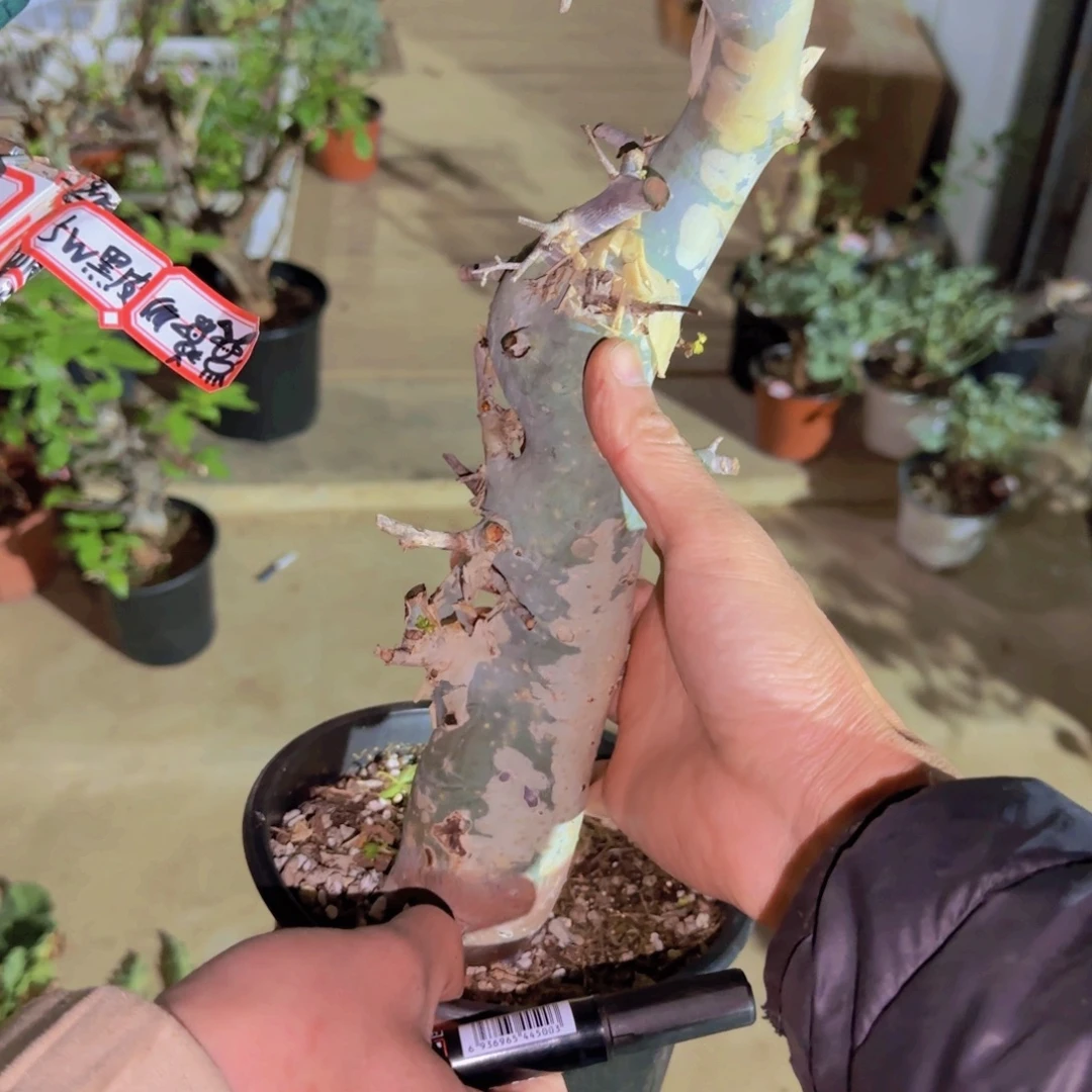 丁***的块根植物块根植物